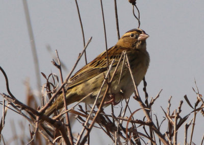 Bobolink; basic