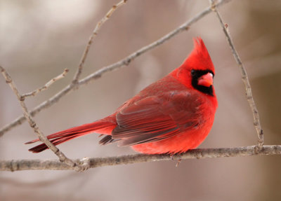 Northern Cardinal; male
