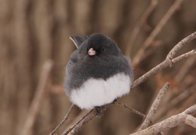 Dark-eyed Slate-colored Junco; male