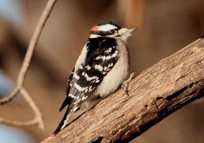 Downy Woodpecker; male