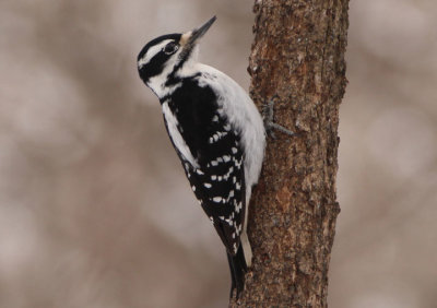 Hairy Woodpecker; female