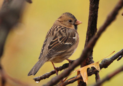 Harris's Sparrow; basic