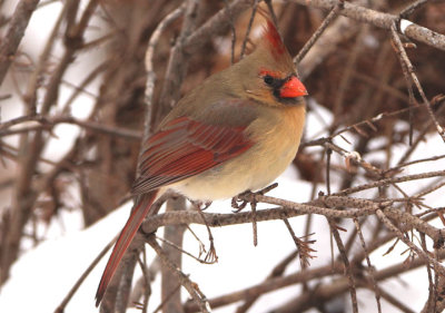 Northern Cardinal; female