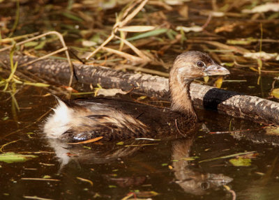 Pied-billed Grebe; basic