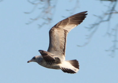 Ring-billed Gull; first winter