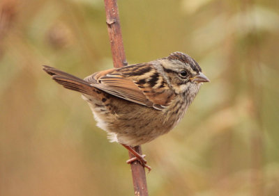 Swamp Sparrow; basic