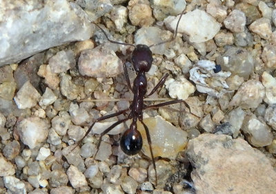 Novomessor cockerelli; Ant species
