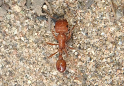 Pogonomyrmex maricopa; Maricopa Harvester Ant