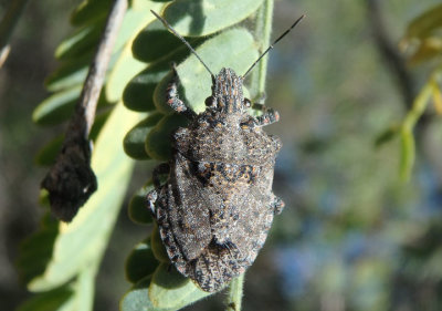 Brochymena parva; Rough Stink Bug species