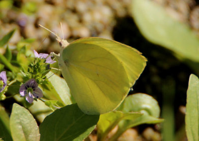 Kricogonia lyside; Lyside Sulphur