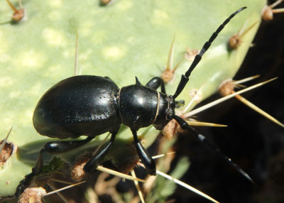 Moneilema gigas; Cactus Longhorned Beetle species