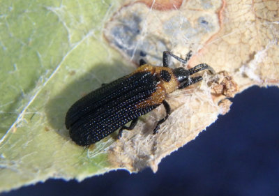 Odontota arizonica; Leaf Beetle species
