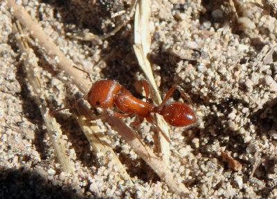 Pogonomyrmex maricopa; Maricopa Harvester Ant