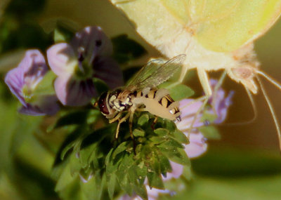 Allograpta exotica; Syrphid Fly species
