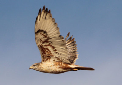 Ferruginous Hawk