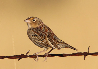 Grasshopper Sparrow