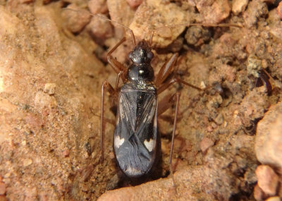 Pseudopamera nitidula; Dirt-colored Seed Bug species