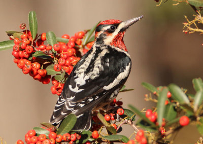 Woodpeckers