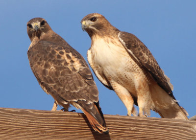 Red-tailed Hawk pair