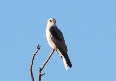 White-tailed Kite