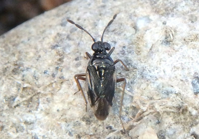 Ioscytus Shore Bug species