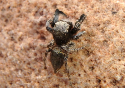 Habronattus hirsutus; Jumping Spider species