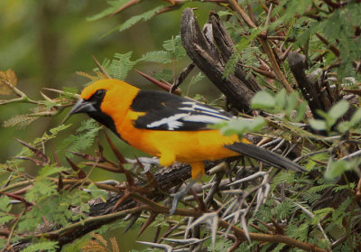 Altamira Oriole