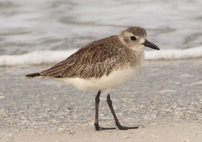 Black-bellied Plover; basic