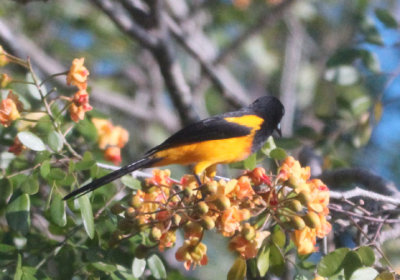 Black-cowled Oriole