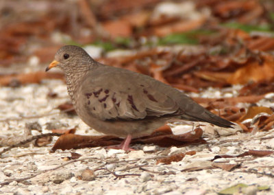 Common Ground-Dove; female