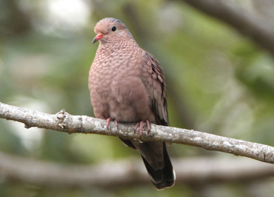 Common Ground-Dove; male