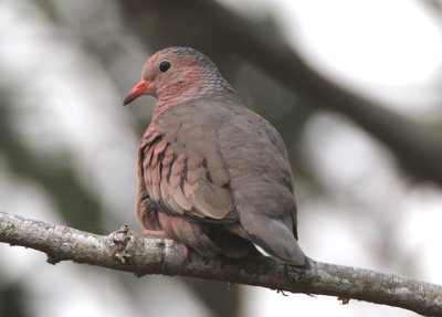 Common Ground-Dove; male