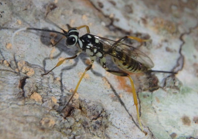 Ichneumonidae Ichneumon Wasp species