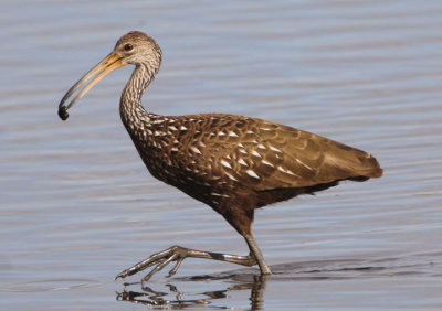 Limpkins