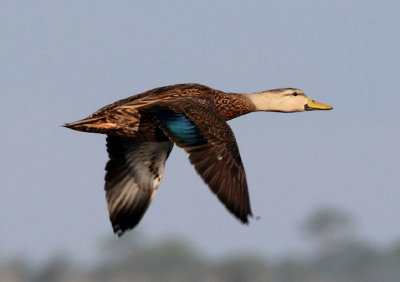 Mottled Duck; male