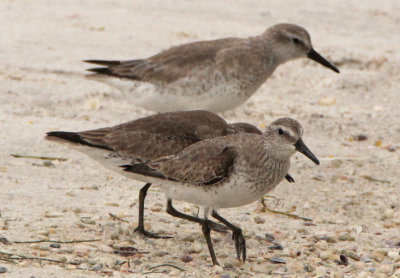 Red Knots; basic