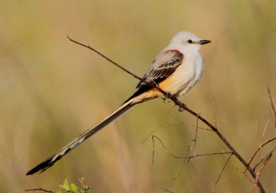 Scissor-tailed Flycatcher