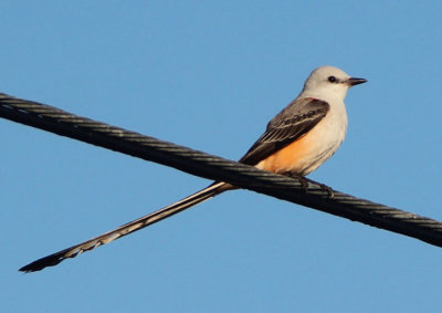 Scissor-tailed Flycatcher