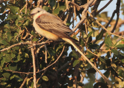 Scissor-tailed Flycatcher