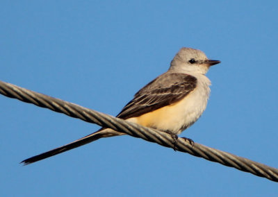 Scissor-tailed Flycatcher; juvenile