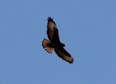 Short-tailed Hawk; dark morph