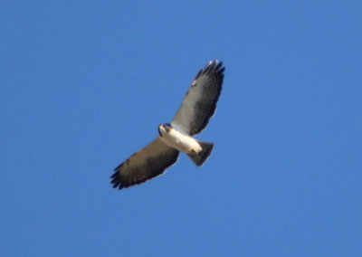 Short-tailed Hawk; light morph