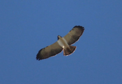 Short-tailed Hawk; light morph