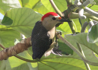 Velasquez's Golden-fronted Woodpecker; male