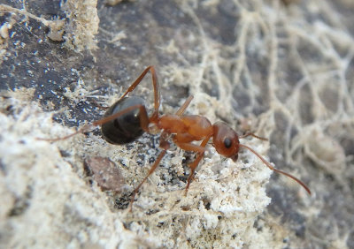 Formica gnava; Wood Ant species