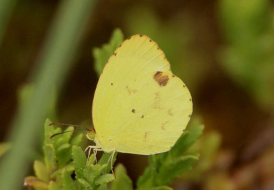 Eurema nise; Mimosa Yellow; female