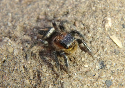 Habronattus hallani; Jumping Spider species