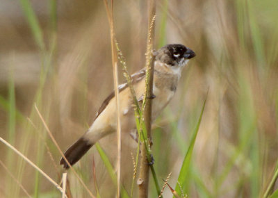 Morelet's Seedeater; male