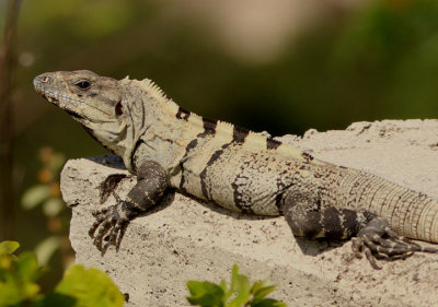 Spiny-tailed Iguana