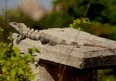 Spiny-tailed Iguana